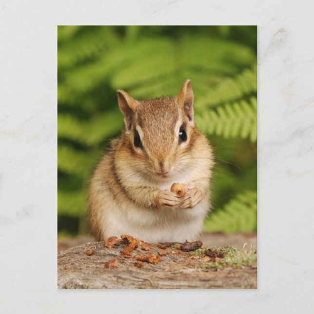 Carte postale Sweet Baby Chipmunk (Devant)