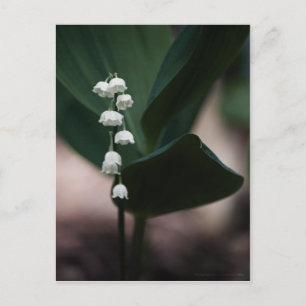 Carte postale Sweet Bells