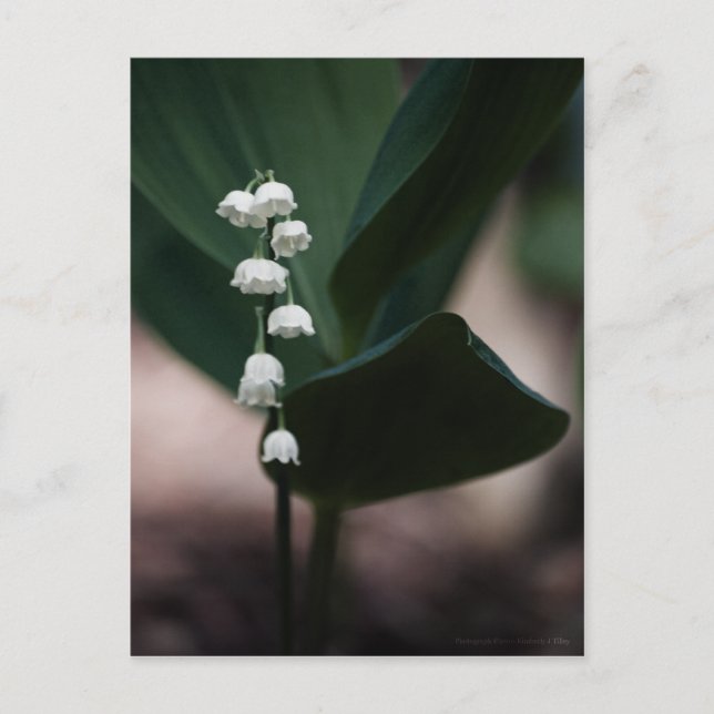 Carte postale Sweet Bells (Devant)