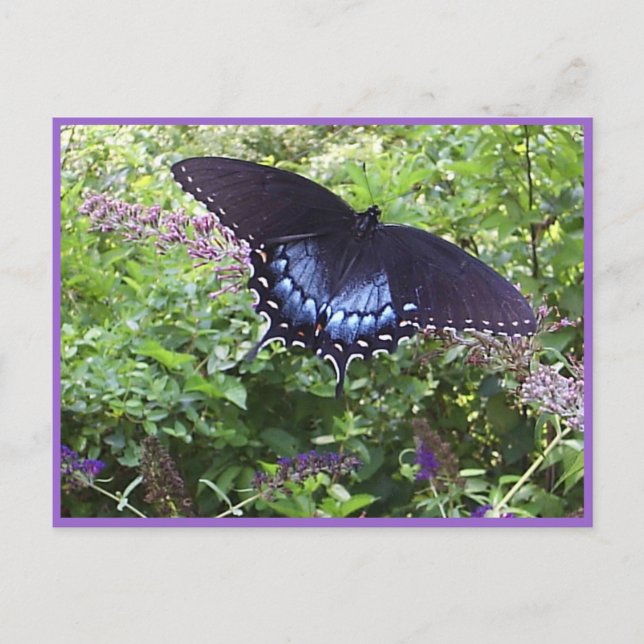 Carte postale Sweet Butterfly (Devant)