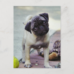 Carte Postale Sweet Carlin Chiot "Puppy Love"