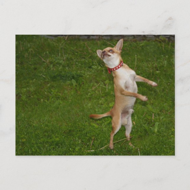 Carte Postale Sweet Charlie Chihuahua (Devant)