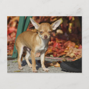 Carte Postale Sweet Charlie Chihuahua