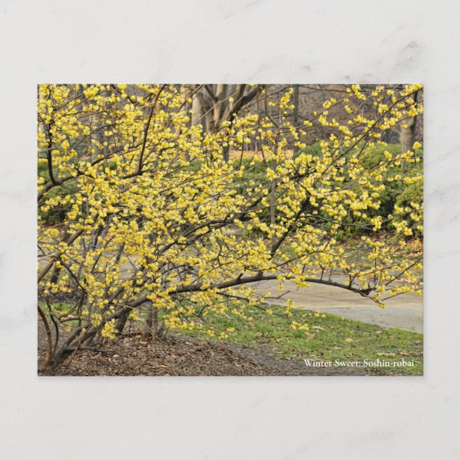 Carte Postale Sweet d'hiver : Soshin-robai [Carte postale] (Devant)