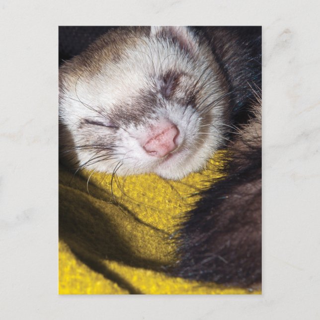 Carte Postale Sweet Dreams (Devant)