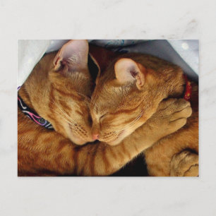 Carte Postale Sweet Dreams