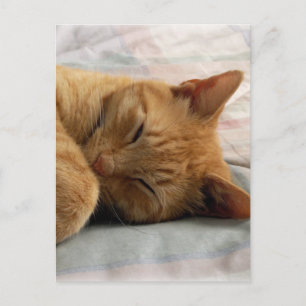 Carte Postale Sweet Dreams