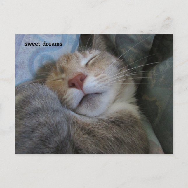Carte Postale sweet dreams cat taking her nap postcard (Devant)