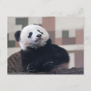 Carte Postale Sweet Giant Panda Baby
