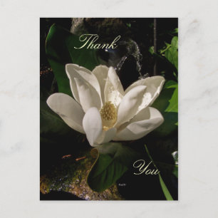 Carte postale Sweet Magnolia Blossom