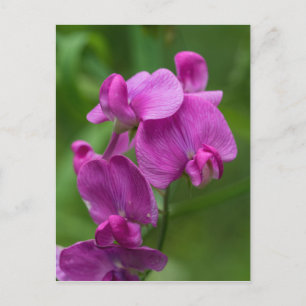 Carte Postale Sweet Pea Pretty Pink Wildflower Postcard
