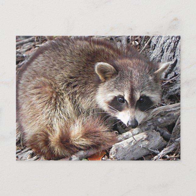 Carte Postale Sweet Raccoon (Devant)