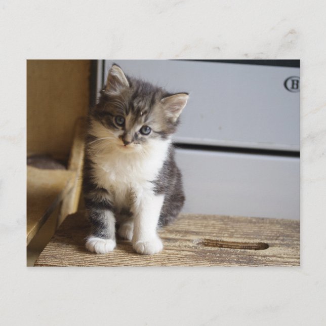 Carte Postale Sweet Tomcat Kitten (Devant)