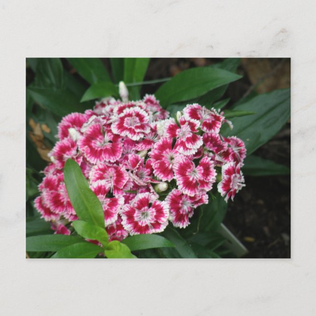 Carte postale Sweet William Flowers (Devant)