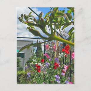 Carte postale Sweetpea Gala