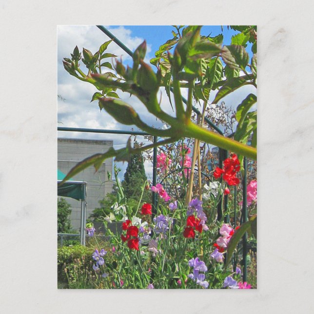 Carte postale Sweetpea Gala (Devant)