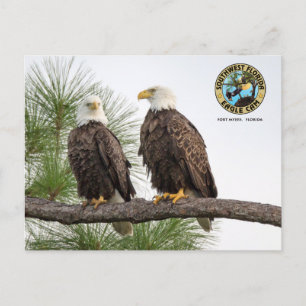 Carte postale SWFLEagleCam