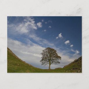 Carte Postale Sycamore Gap en automne