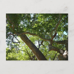 Carte Postale Sycamore Tree Nature verte