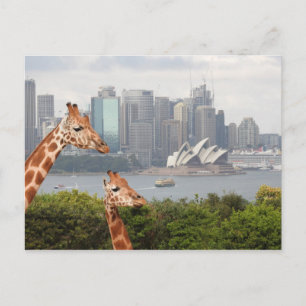 Carte postale Sydney Giraffe