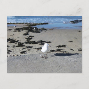 Carte Postale Sydney Mouette avec Photographie de Plage à l'Eau
