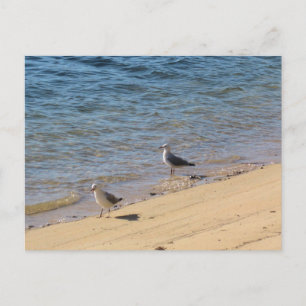 Carte Postale Sydney Mouette avec Photographie de Plage à l'Eau