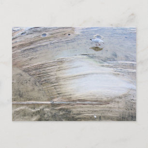 Carte Postale Sydney Mouette avec Photographie de plage d'eau