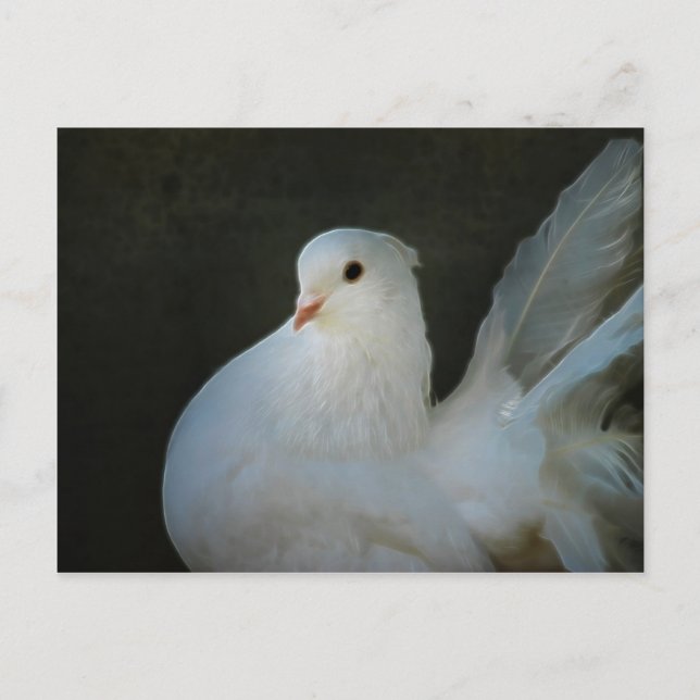 Carte Postale Symbole de paix de la colombe blanche (Devant)
