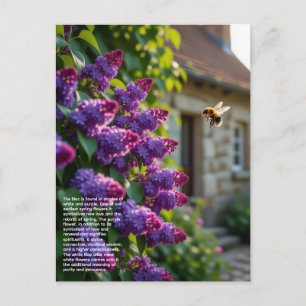 Carte Postale Symbolisme du lilas