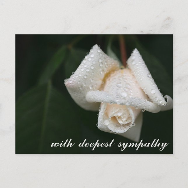 Carte Postale Sympathie de Rose blanche Feuille verte (Devant)
