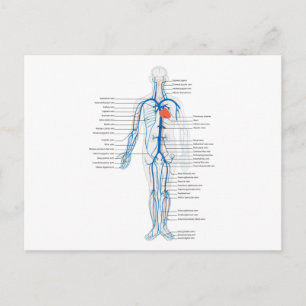 Carte postale Système circulatoire humain des vein