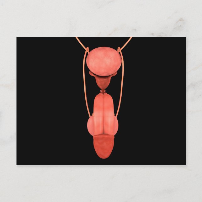 Carte Postale Système de reproduction chez les hommes humains 5 (Devant)