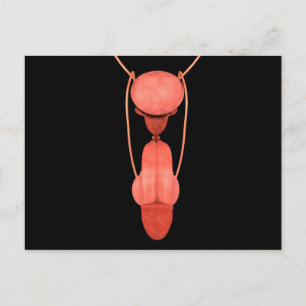 Carte Postale Système de reproduction chez les hommes humains 5