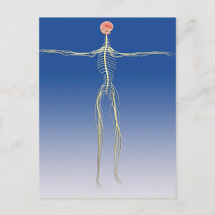 Carte Postale Système nerveux central avec cerveau humain