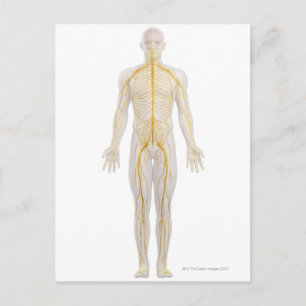 Carte Postale Système nerveux humain 2