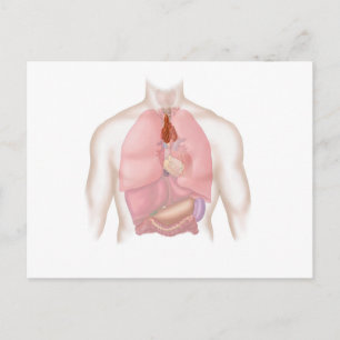 Carte Postale Système Respiratoire Et Digestif Humain