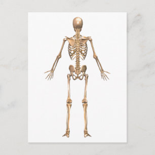 Carte Postale Système Skeletal humain, Vue arrière