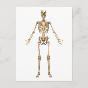 Carte Postale Système Skeletal humain, Vue avant
