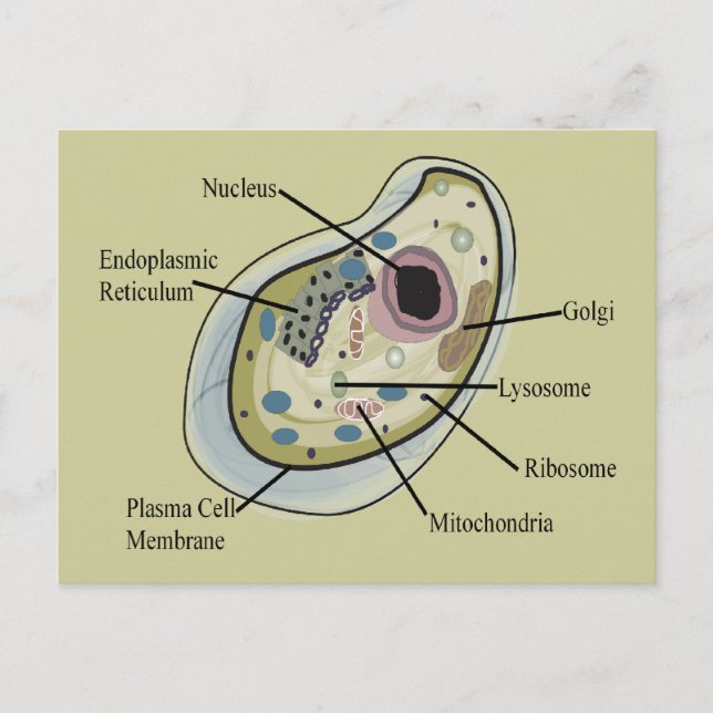 Carte Postale T-shirts en biologie cellulaire humaine (Devant)