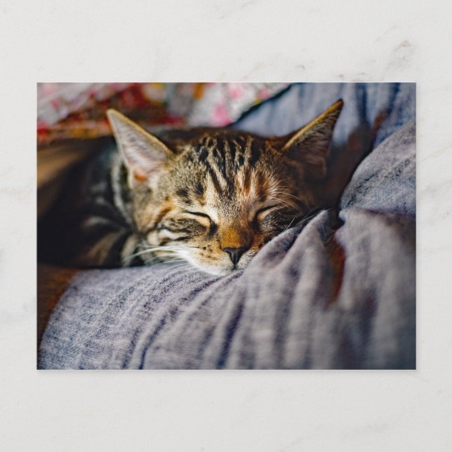 Carte Postale Tabat Couché (Devant)