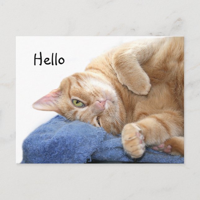 Carte Postale Tabby (Devant)
