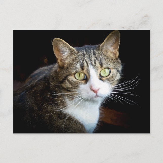 Carte Postale Tabby (Devant)