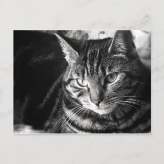 Carte postale Tabby Cat