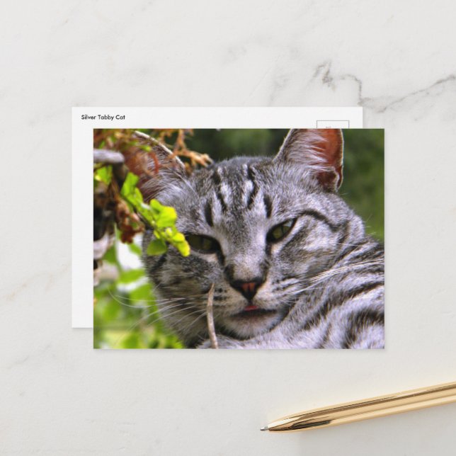 Carte postale Tabby Cat (Devant/Arrière en situation)