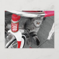 Tabby Cat