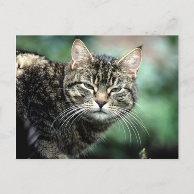 Carte Postale Tabby Cat (Devant)
