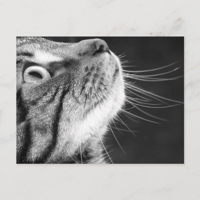 Carte Postale Tabby Cat en noir et blanc (Devant)