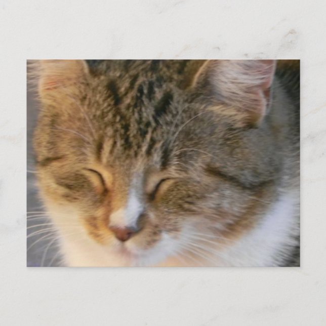 Carte Postale Tabby Cat Love (Devant)