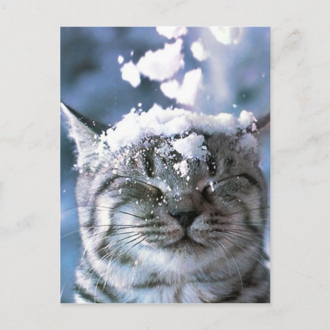 Carte Postale Tabby Cat  Snow Splash (Devant)