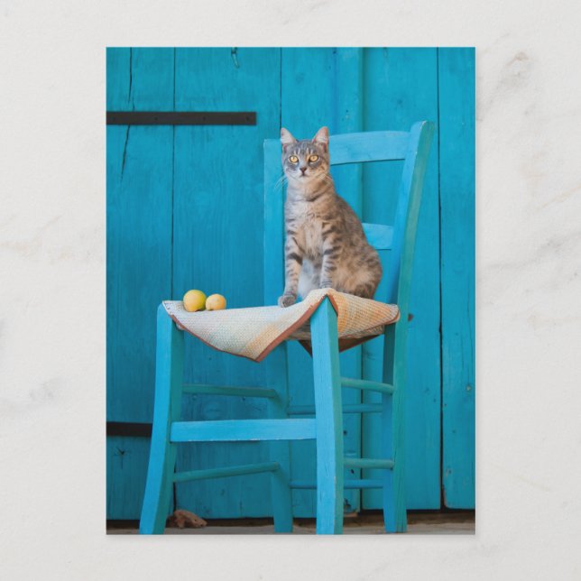 Carte Postale Tabby cat sur une chaise bleue (Devant)